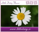 Little Daisy Flowers